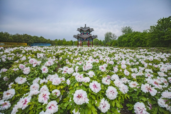 （菏澤市曹州牡丹園。圖片來源：杜昊）